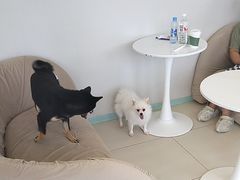 -怪兽屋·羊驼·猫咖·狗咖(俊华广场店)