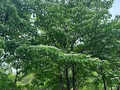 -石家庄市植物园