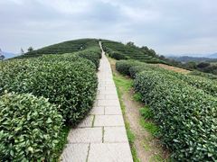 -龙坞茶村