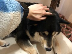 -柴迷FANS CLUB·柴犬狗咖·猫咖