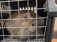 -半岛宠物医院24小时(科华中路店)
