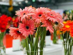 -东南花都花博园