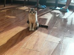 -猫爪屋猫咖(乐汇城店)