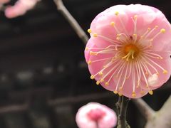 -原怡园面馆(拙政园店)