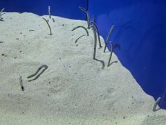 -上海海洋水族馆