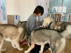-Husky Go! 哈士奇体验馆·宠物咖啡厅狗咖