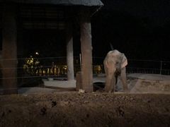 -清迈夜间动物园