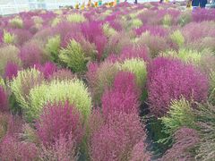 -天津东丽湖风景区