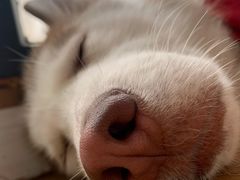 -Husky Go! 哈士奇体验馆·宠物咖啡厅狗咖