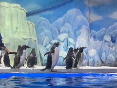 -石家庄极地海洋世界