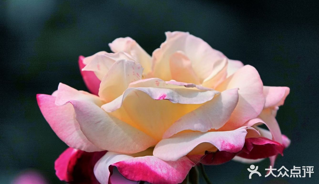 樱花谢了，看啥呢？这里的月季绝绝子