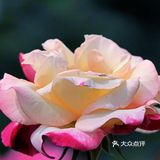 樱花谢了，看啥呢？这里的月季绝绝子