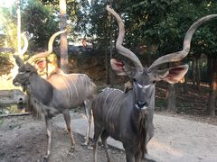 -清迈夜间动物园