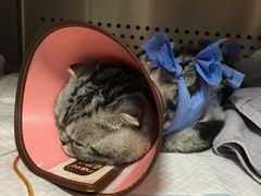 -美联众合动物医院·24h转诊中心