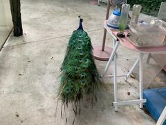 -史努比缤纷世界