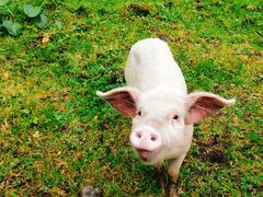 -硗碛藏寨·神木垒景区