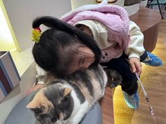 -有猫主题·治愈系猫咖(曾厝垵店)
