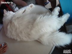 -Babycat私家御饼屋(龙头路一店)