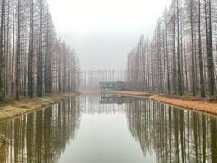 -黄海国家森林公园