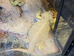 -中环花鸟鱼虫市场