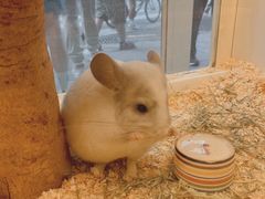 -龙猫仔乐园(惠福东路店)