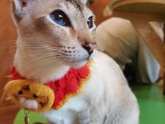 -MOCHA明星猫咖(田子坊店)