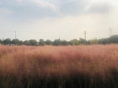 -鹅湖玫瑰文化园