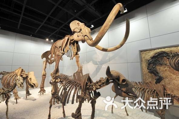 自然博物馆象骨化石图片-北京博物馆-大众点评网