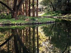 -上海共青森林公园