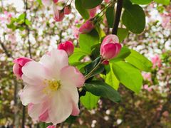 -海棠花溪(元大都城垣遗址公园)
