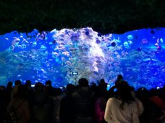 -芜湖新华联大白鲸海洋公园