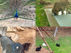 -西霞口神雕山野生动物世界