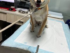-半岛宠物医院24小时(科华中路店)