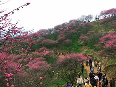 -新建村梅花