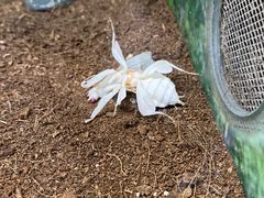 -上海大自然野生昆虫馆(东方明珠·爬宠昆虫探索中心)