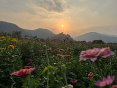 -径山花海