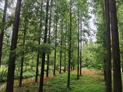 -黄海国家森林公园