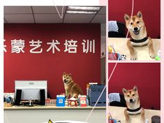 -爱乐蒙艺术·古筝 钢琴 声乐(科华校区)