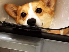 -北京恒爱动物医院(清景园分院)