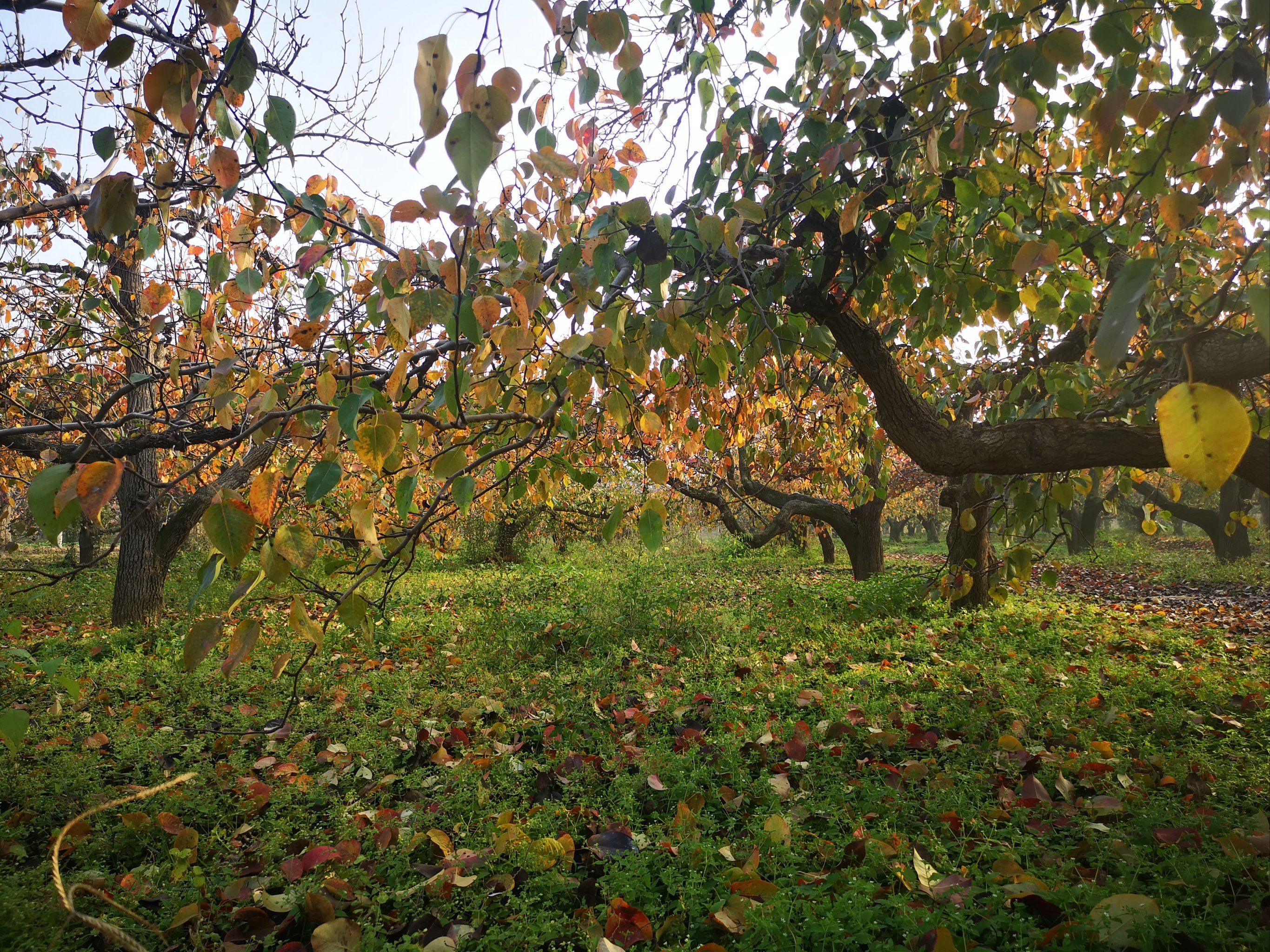 来赵县梨园赏红叶吧!