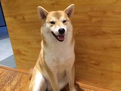 -柴务处·柴犬主题狗咖