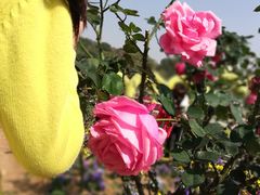 -松山湖梦幻百花洲