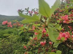 -大围山国家森林公园