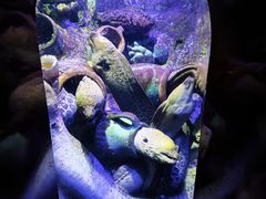 -太平洋海底世界