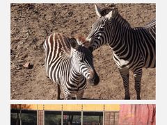 -沈阳森林动物园