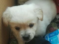 -pd派德宠物中心医院24H急重症·眼科中心·血液透析中心(嵩山北路店)