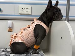 -纳吉亚猫专科动物诊疗中心(蒋宅口分院)