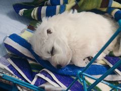 -翊宠yipet猫狗购宠庄园犬舍•猫舍