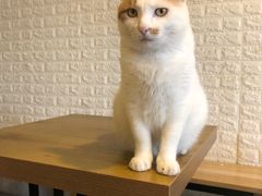 -平行世界·猫咖(首经贸店)