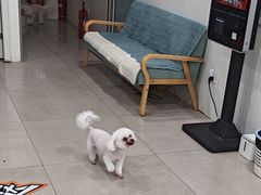 -佳雯宠物医院·皮肤科·内外科(春晓路分院)